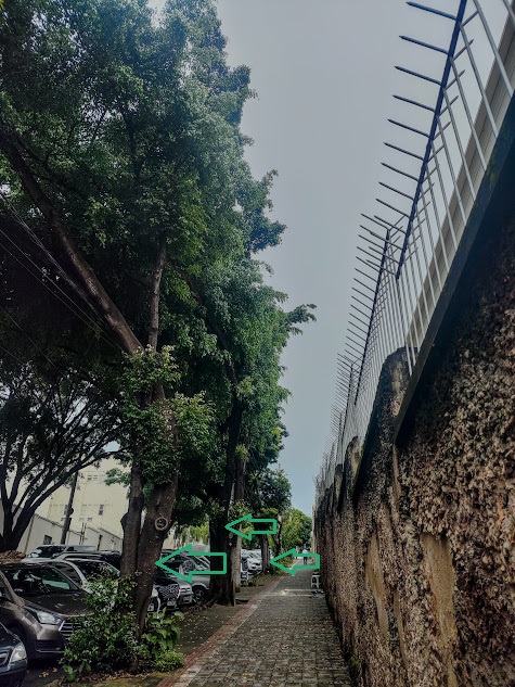 Sequência de fico-benjaminas.