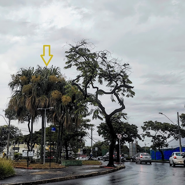 Palma-amarega florida.
