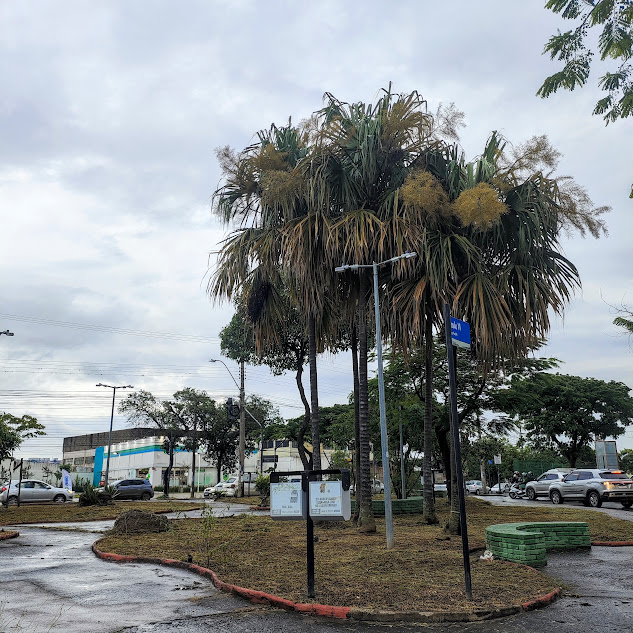 Palma-amarga florida.