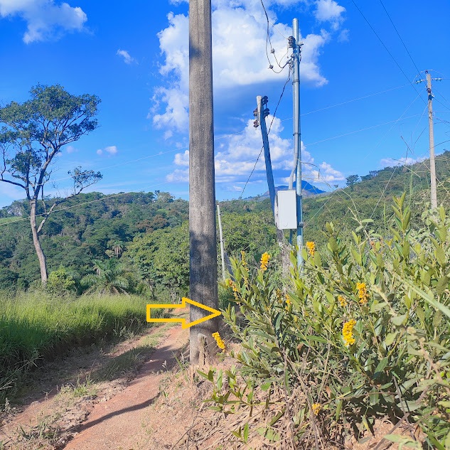 Murici-mirim florido.