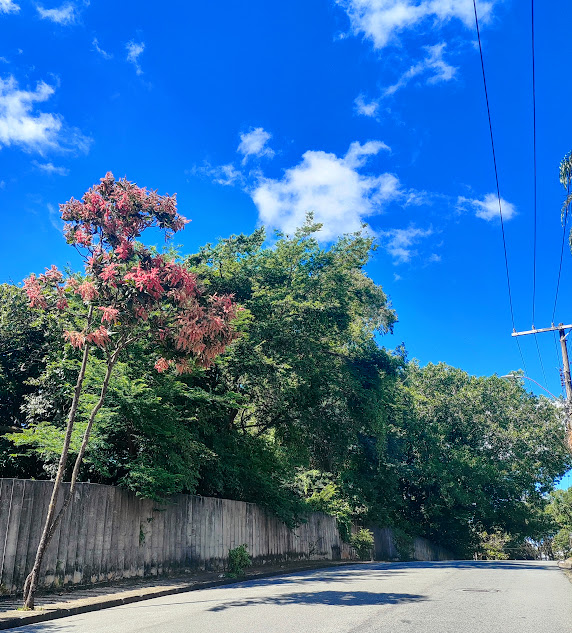 Pau-formiga florido.