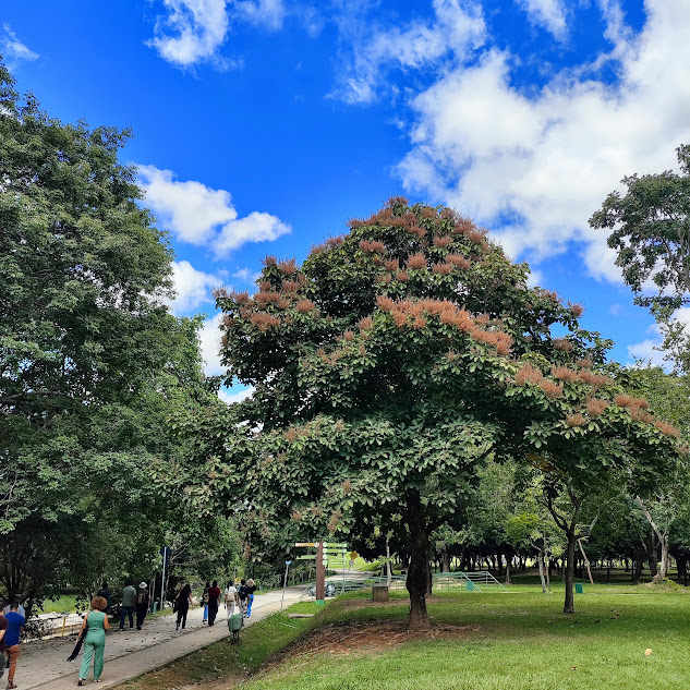 Chichá-do-cerrado florido.