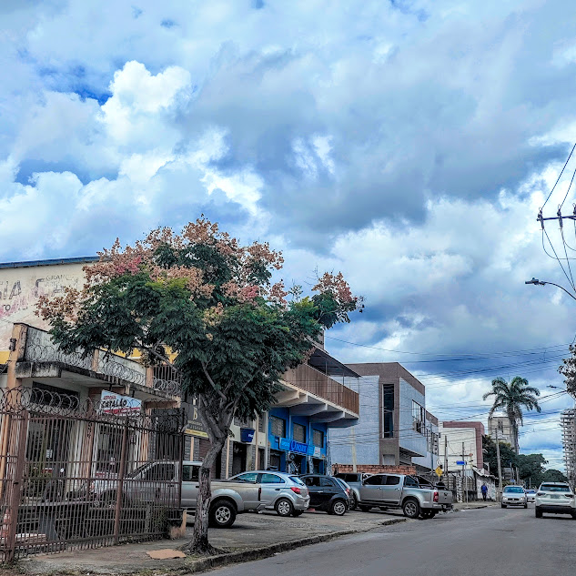 Árvore-das-3-cores florida.