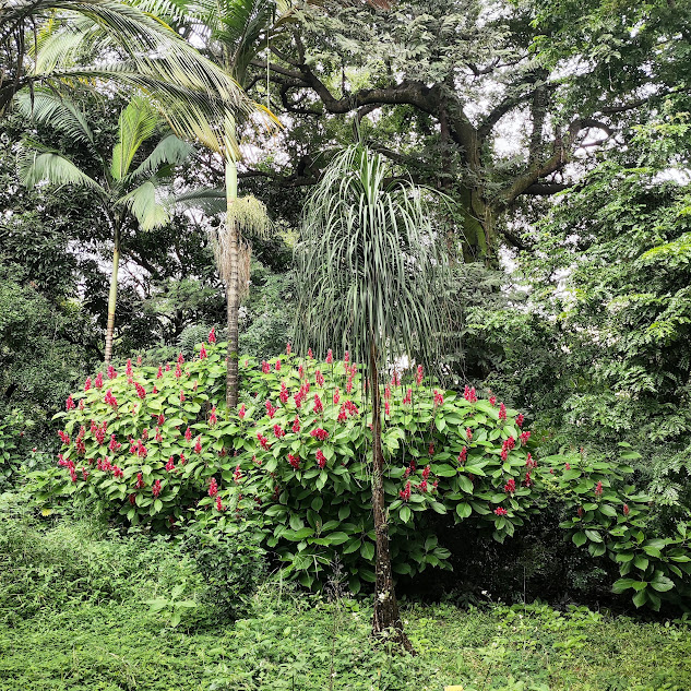 Justícia-vermelha florida.