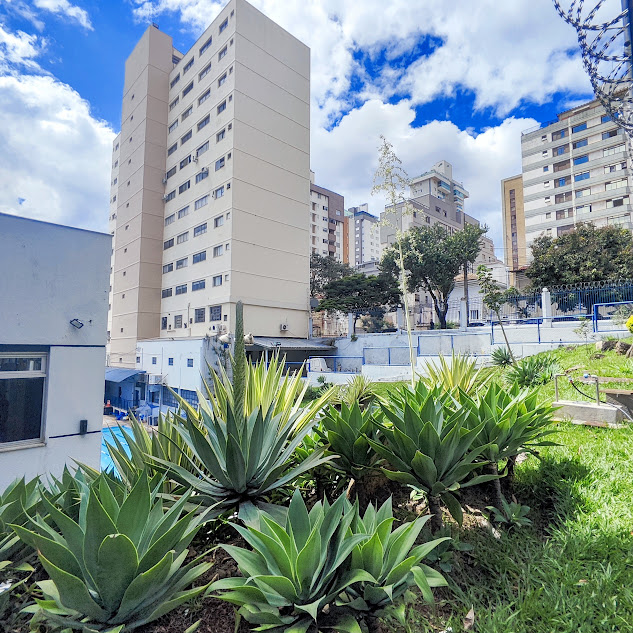 Maciço de agaves-dragão.