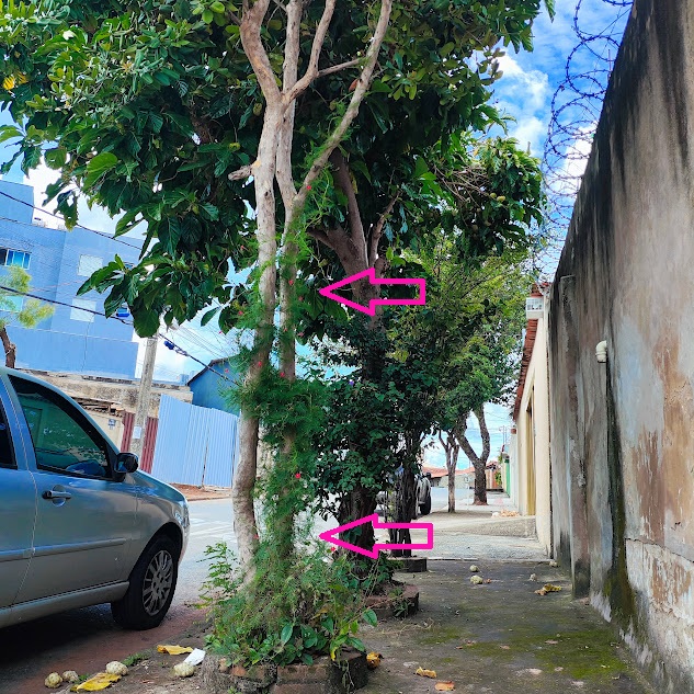 Esqueletinho-de-jardim florido.