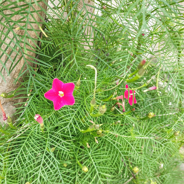 Folhas e flores do esqueletinho-de-jardim.
