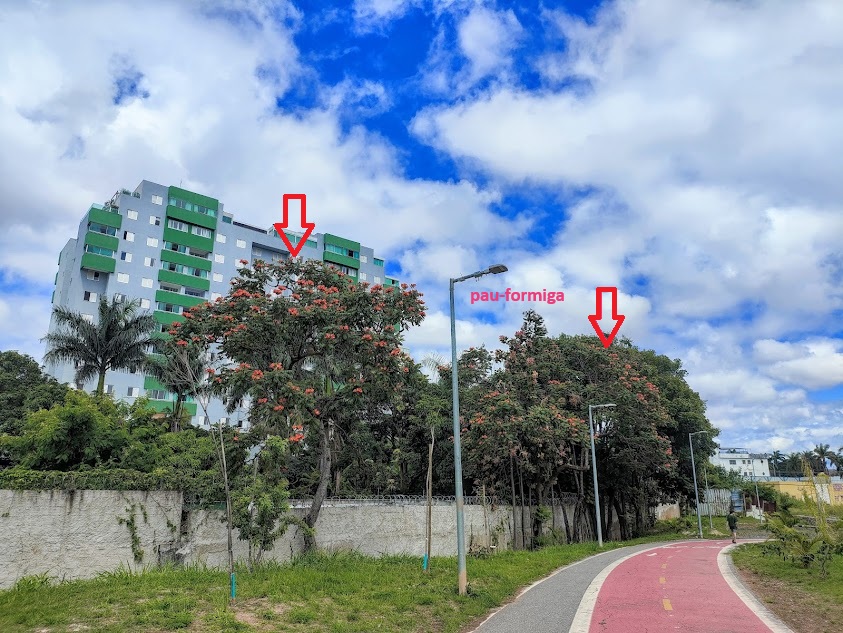 Bisnagueiras floridas.