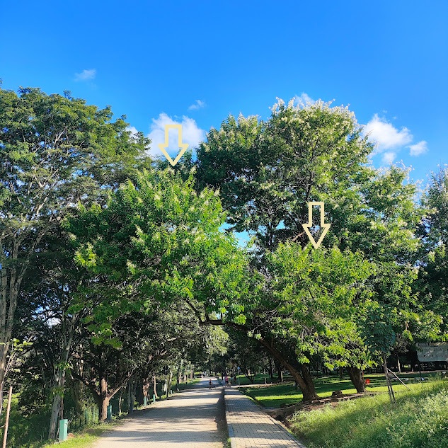 Sansão-do-campo florido.