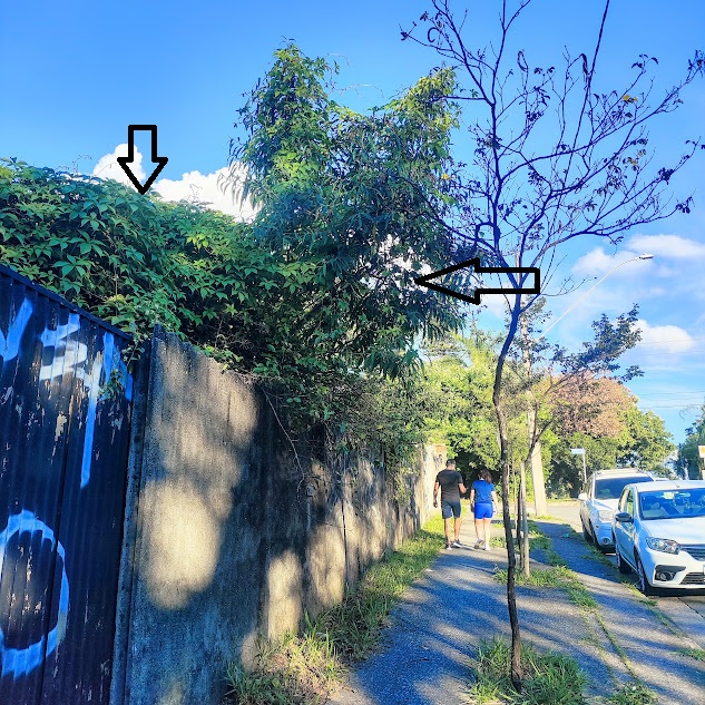 Trepadeira-limão presente em muro.