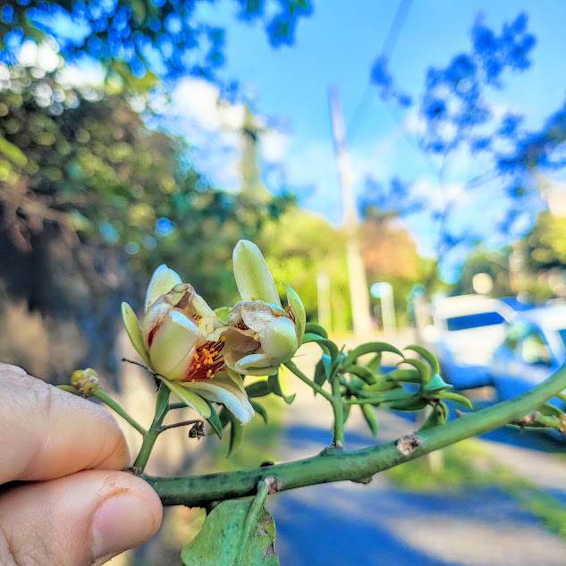 Flor da trepadeira-limão.