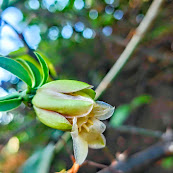 Flor da trepadeira-limão.