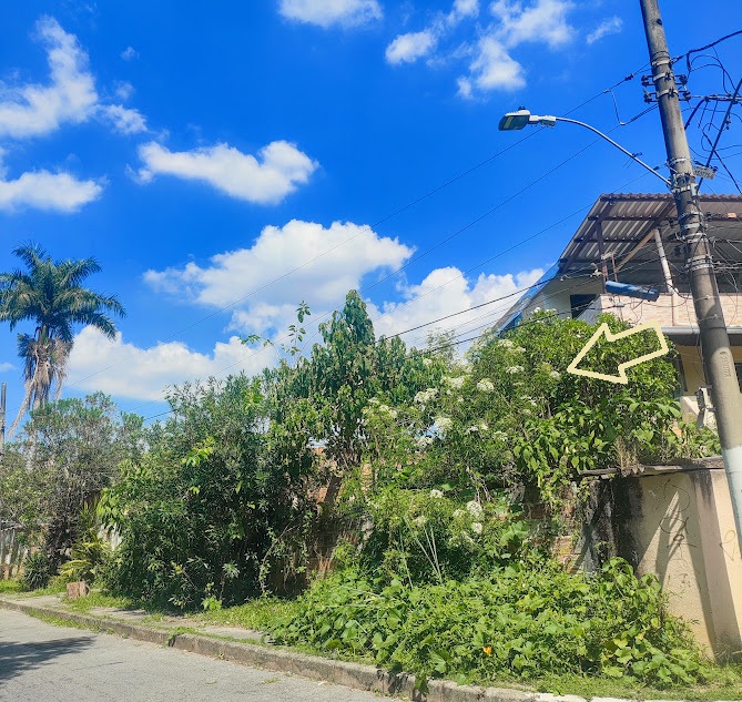 Sabugueiro em jardim residencial.
