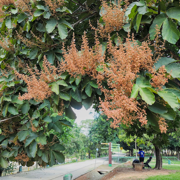Inflorescências do chichá-do-cerrado.