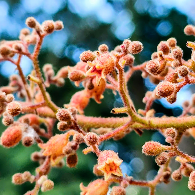 Flores do chichá-do-cerrado.