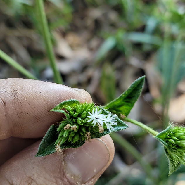Flores da erva-de-veado.