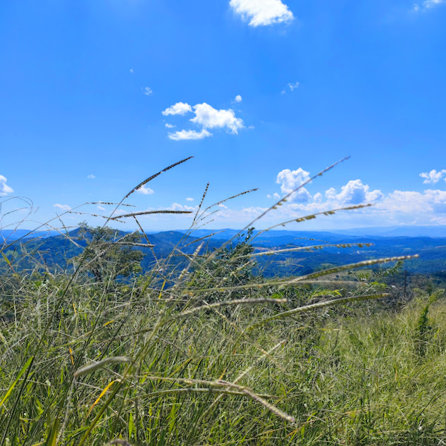 Inflorescências do capim-braquiária.