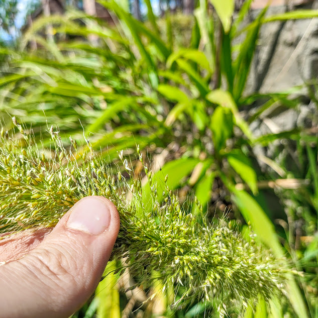 Inflorescências do capim-palmeira.