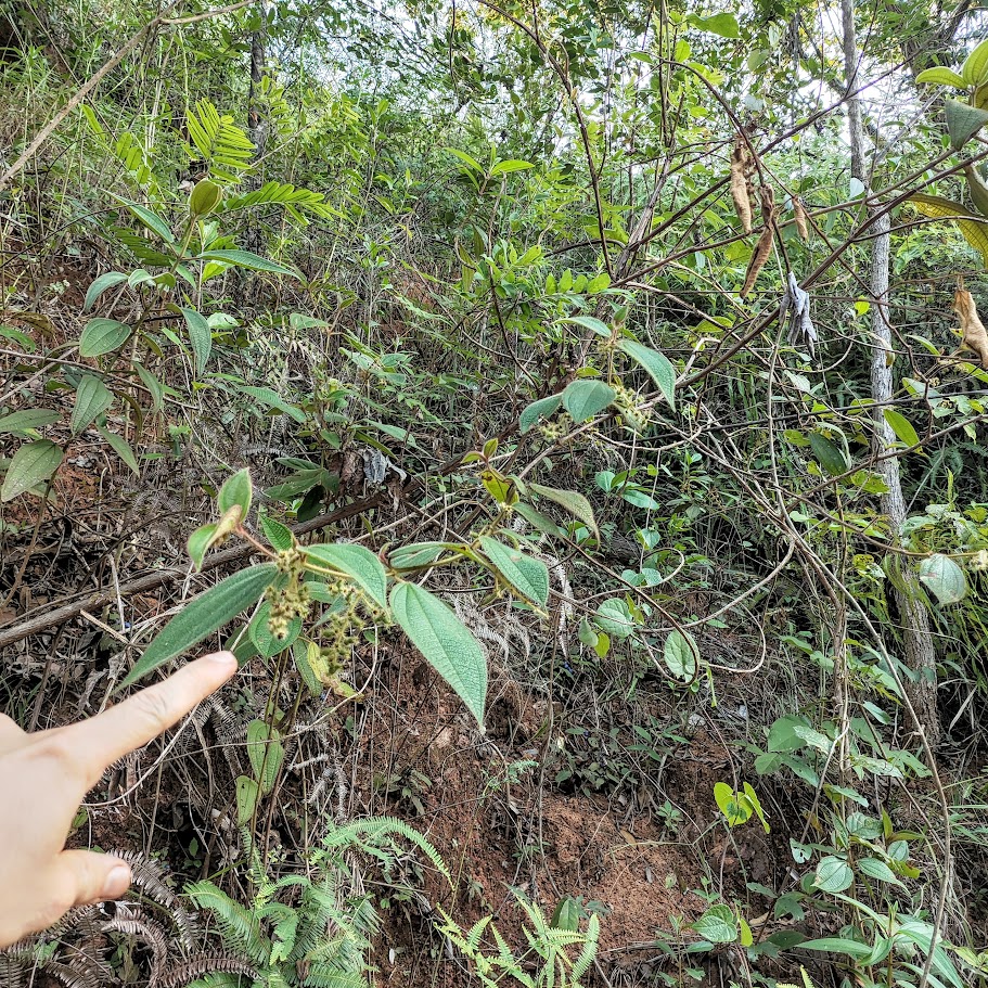 Pixirico presente em borda de floresta.