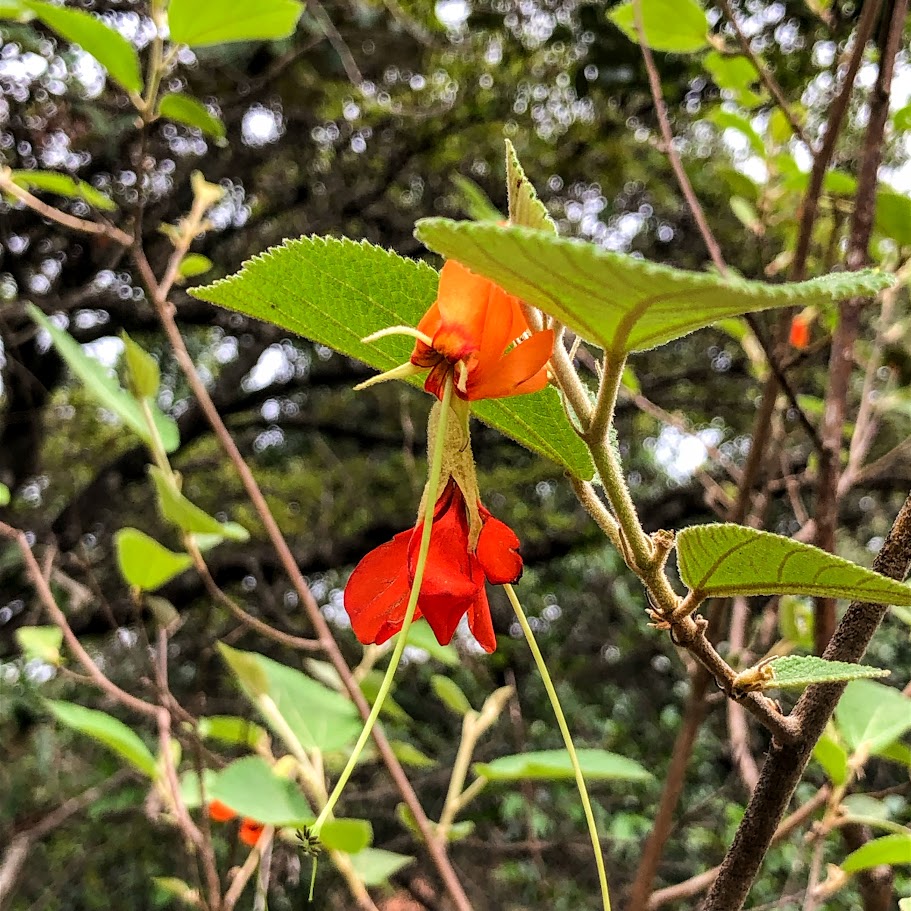 Sacarolha (Helicteres brevispira)