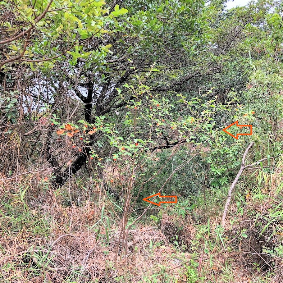 Sacarolha em área florestal.