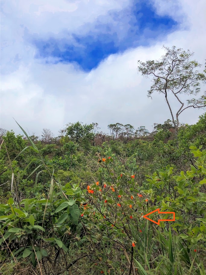 Sacarolha florida.