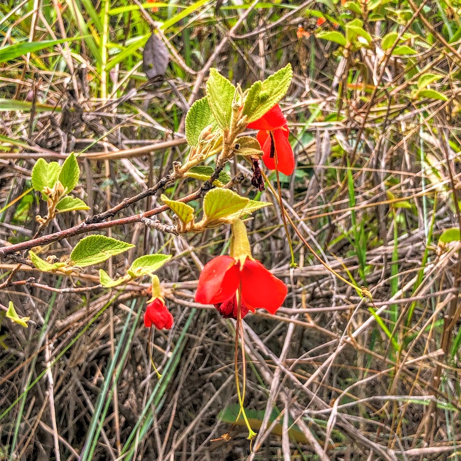 Flores da sacarolha.