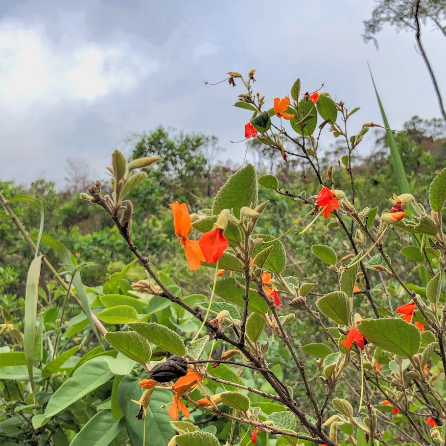 Sacarolha (Helicteres brevispira)
