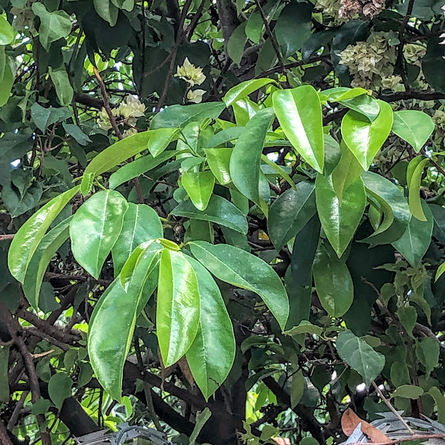 Folhas da graviola.
