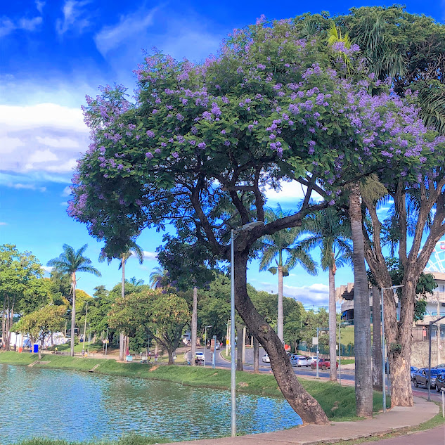 Jacarandá-mimoso florido.