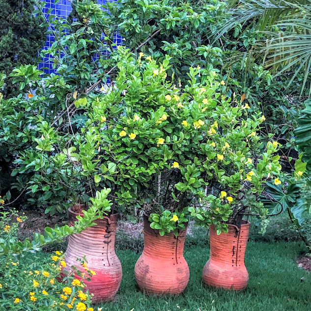 Alamandas-amarelas em vasos ornamentais.