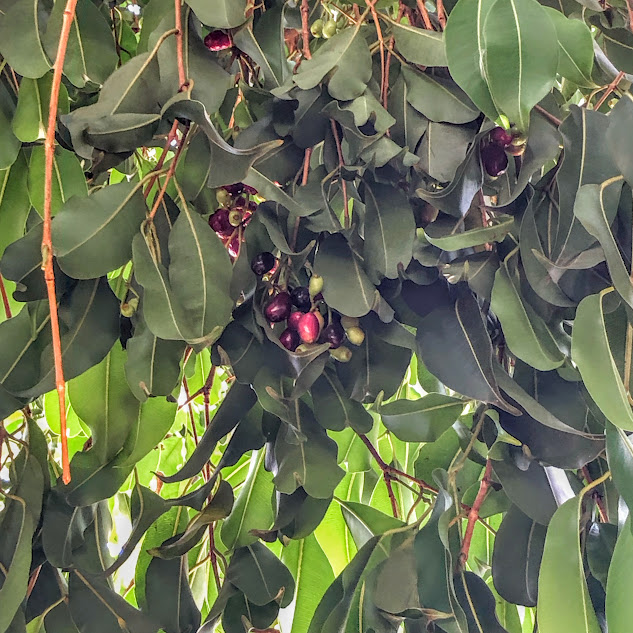 Jambolão (Syzygium cumini) Folhas e frutos do jambolão.