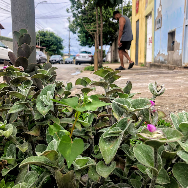 Detalhe das folhas pilosas do veludo-branco.