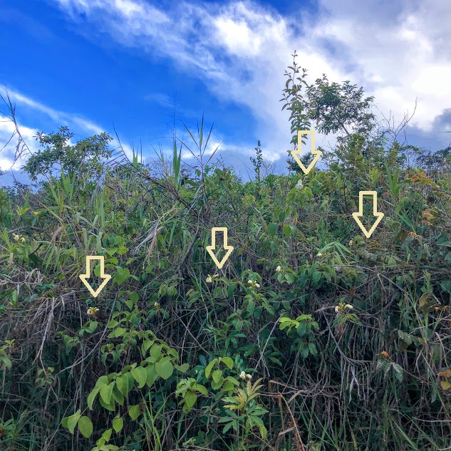 Cipó-de-leite-do-cerrado em área de cerrado denso.