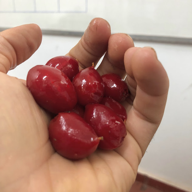 Frutos da caferana.