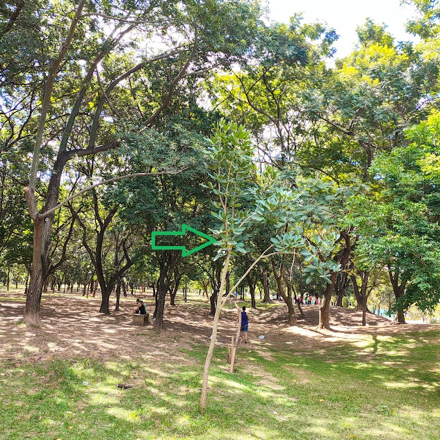 Caroba-do-campo em bosque.