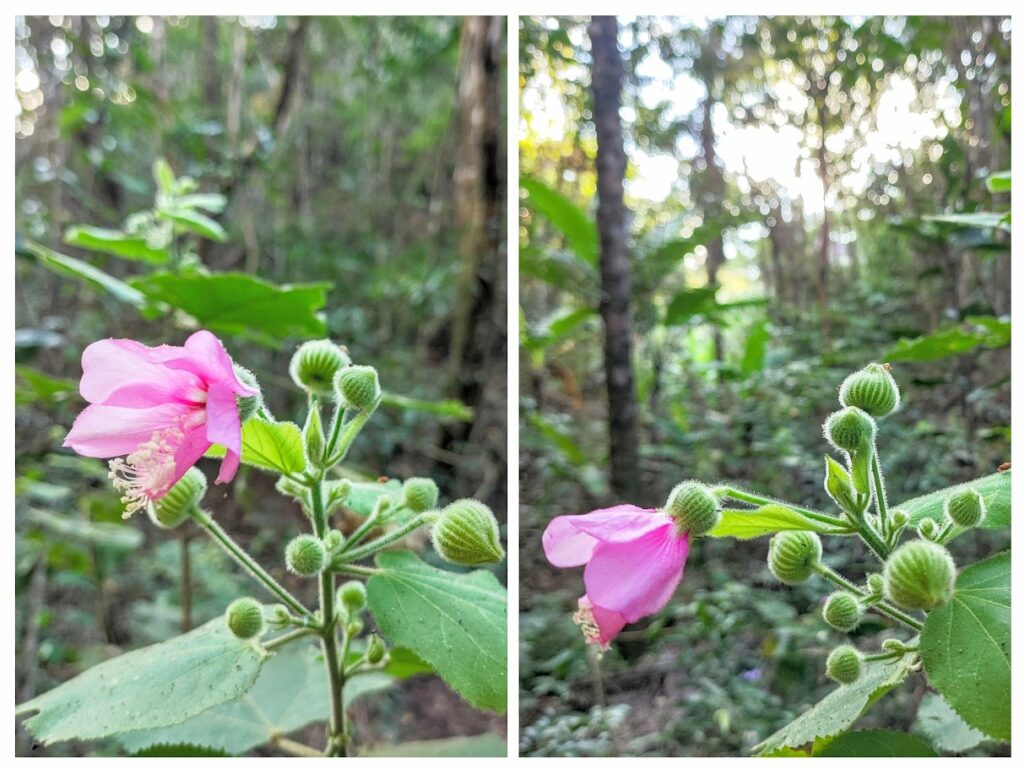 Flores e botões florais da malva-da-floresta.