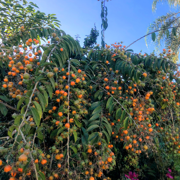 Trepadeira limão (Pereskia aculeata)