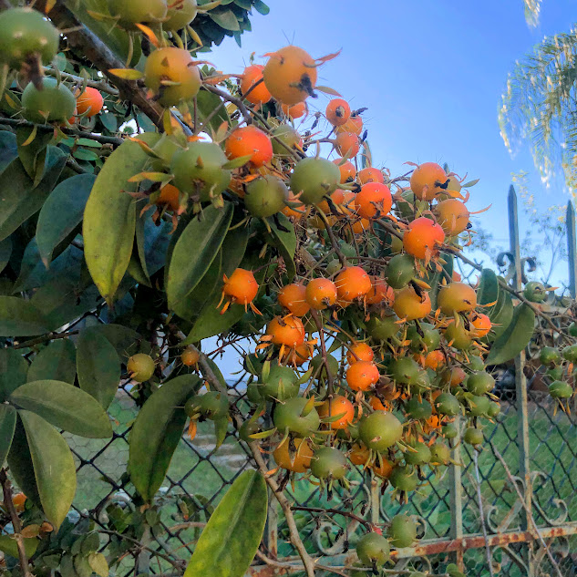 Trepadeira limão (Pereskia aculeata)