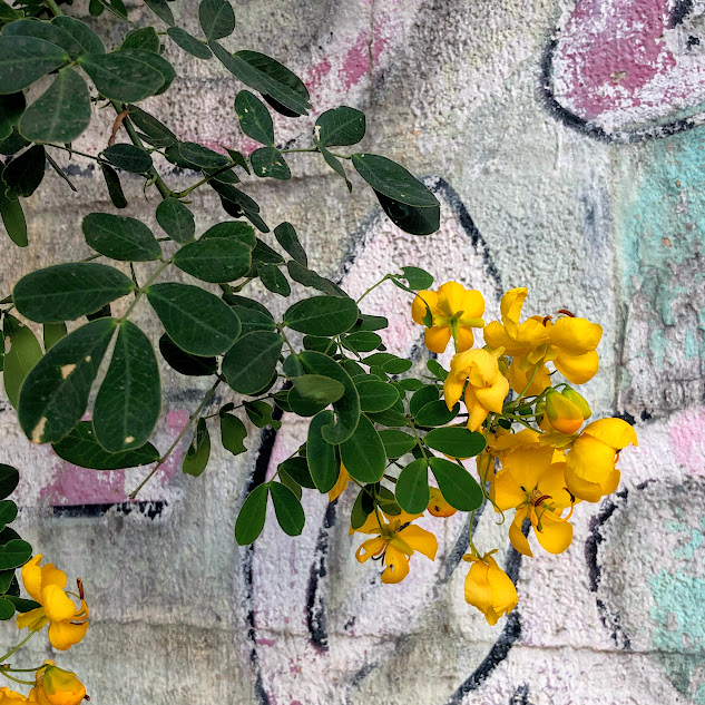 Folhas e flores da aleluia.