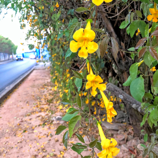 Folhas e flores da unha-de-gato.