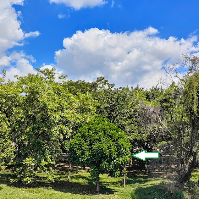 Árvore-do-dinheiro.
