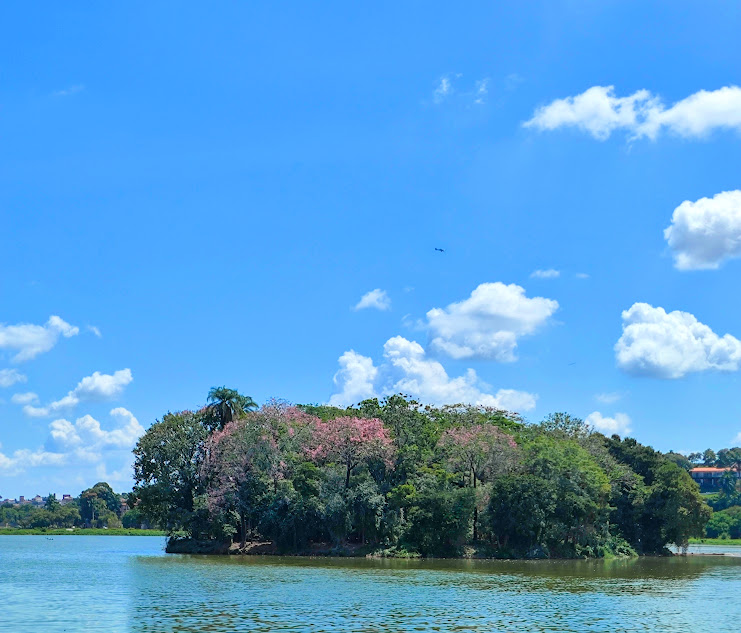 Paineiras floridas na ilha dos amores.