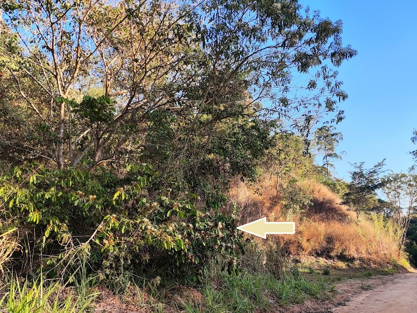 Ingá-do-brejo florido.