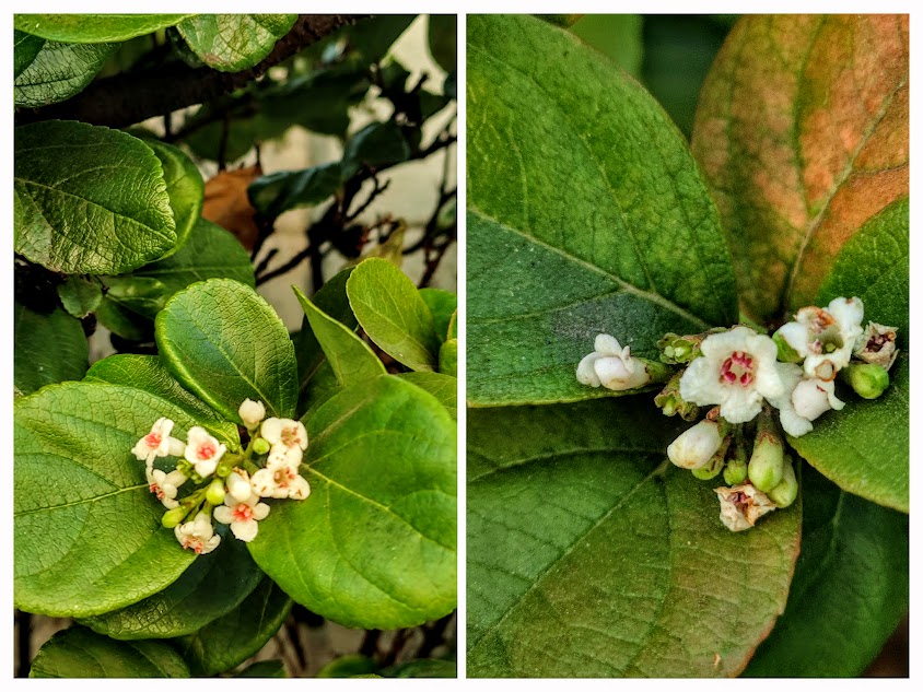 Folhas e flores do viburno.