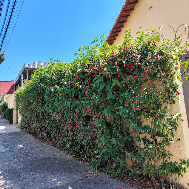 Malvavisco florido.