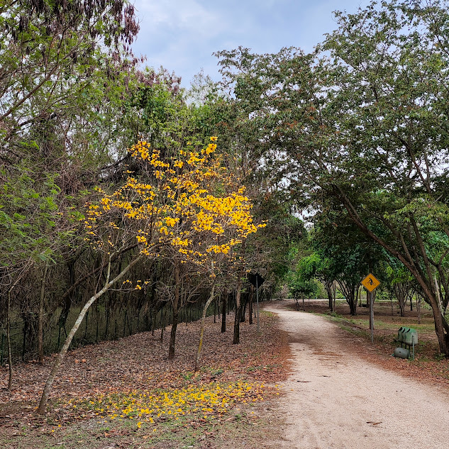 Ipê-amarelo florido.