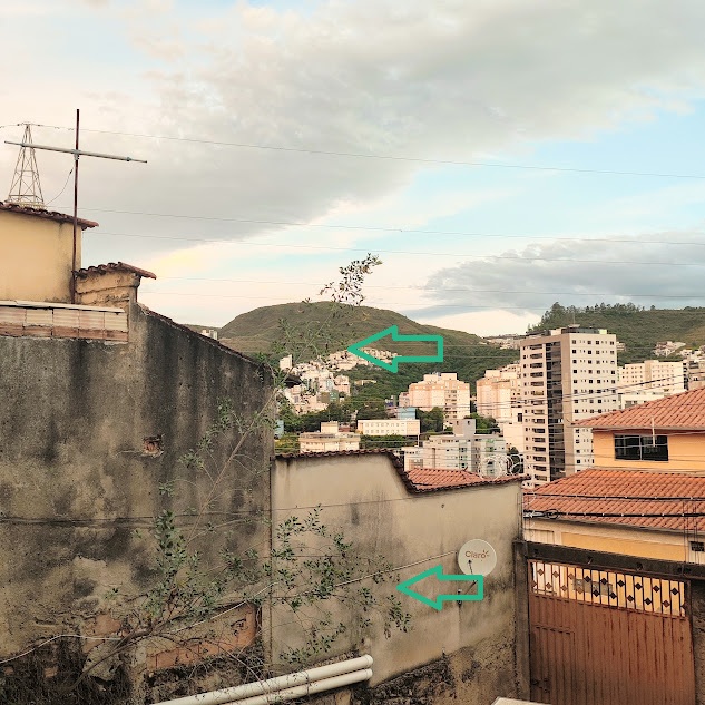 Charuto-do-rei sobre muro.