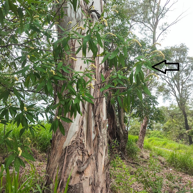 Erva-baleeira em área florestal parcialmente degradada.