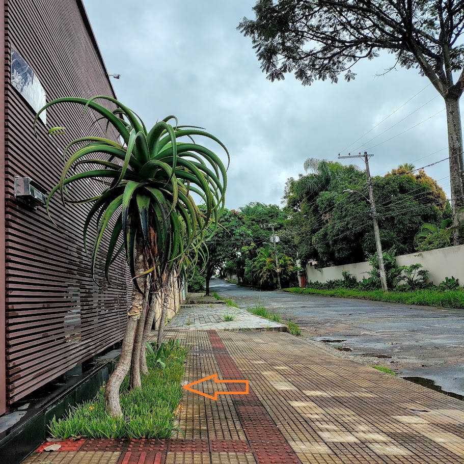 Maciço de cebolinhas-de-jardim.